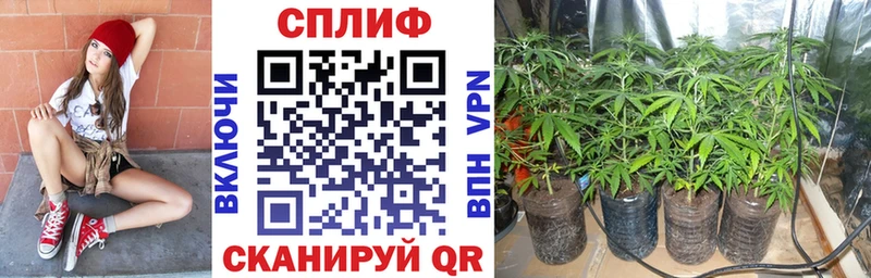 Канабис гибрид  Цимлянск 